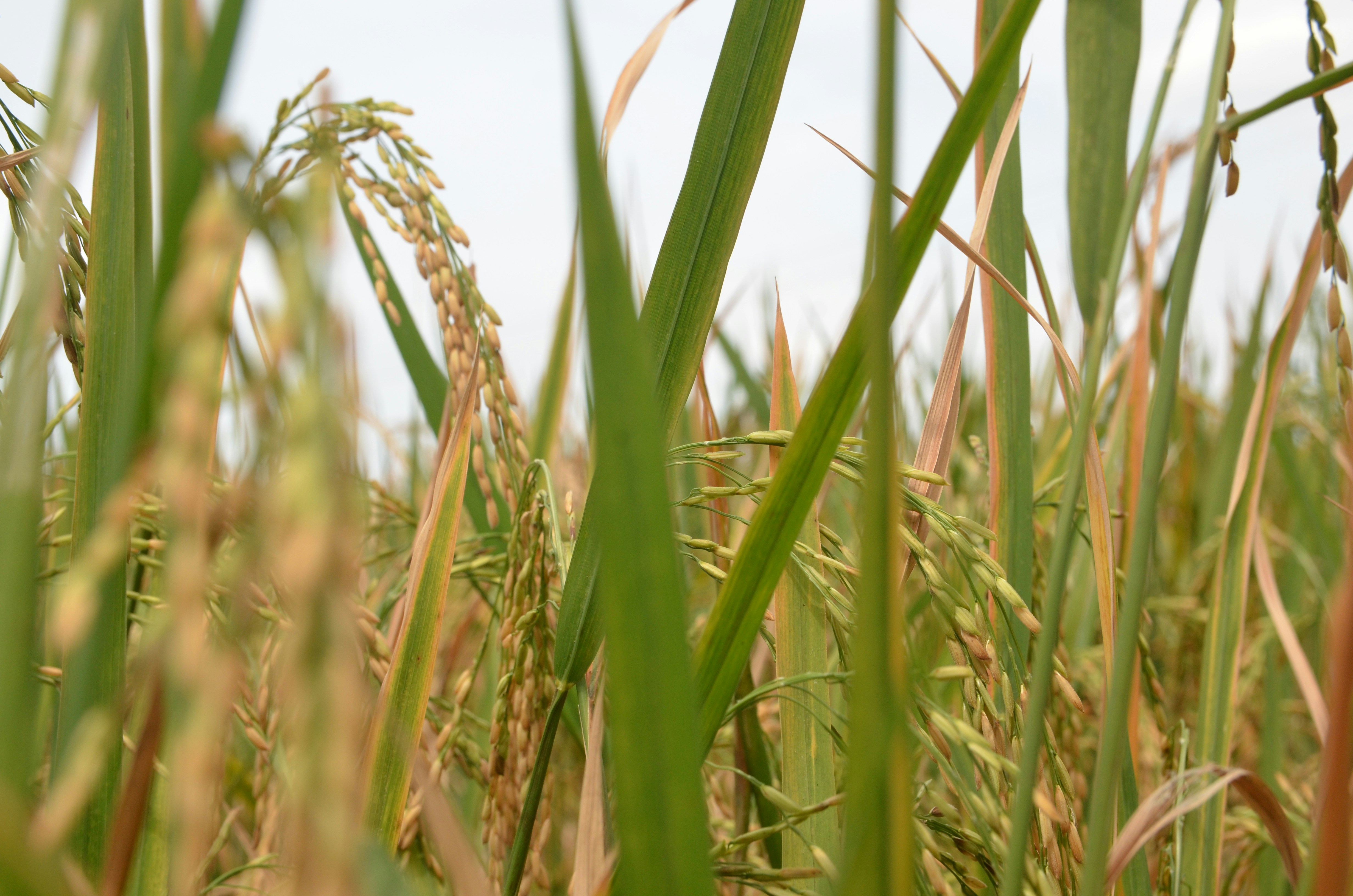 Safra paulista 2023/24 registra crescimento nas produções de arroz e sorgo