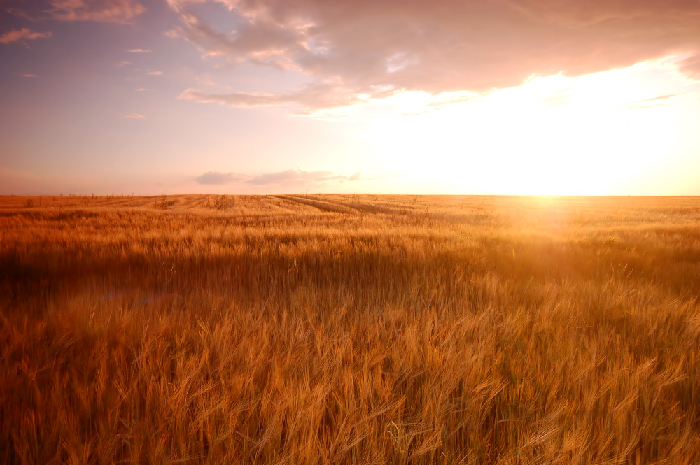 Mudança no tempo traz Impactos para a agricultura