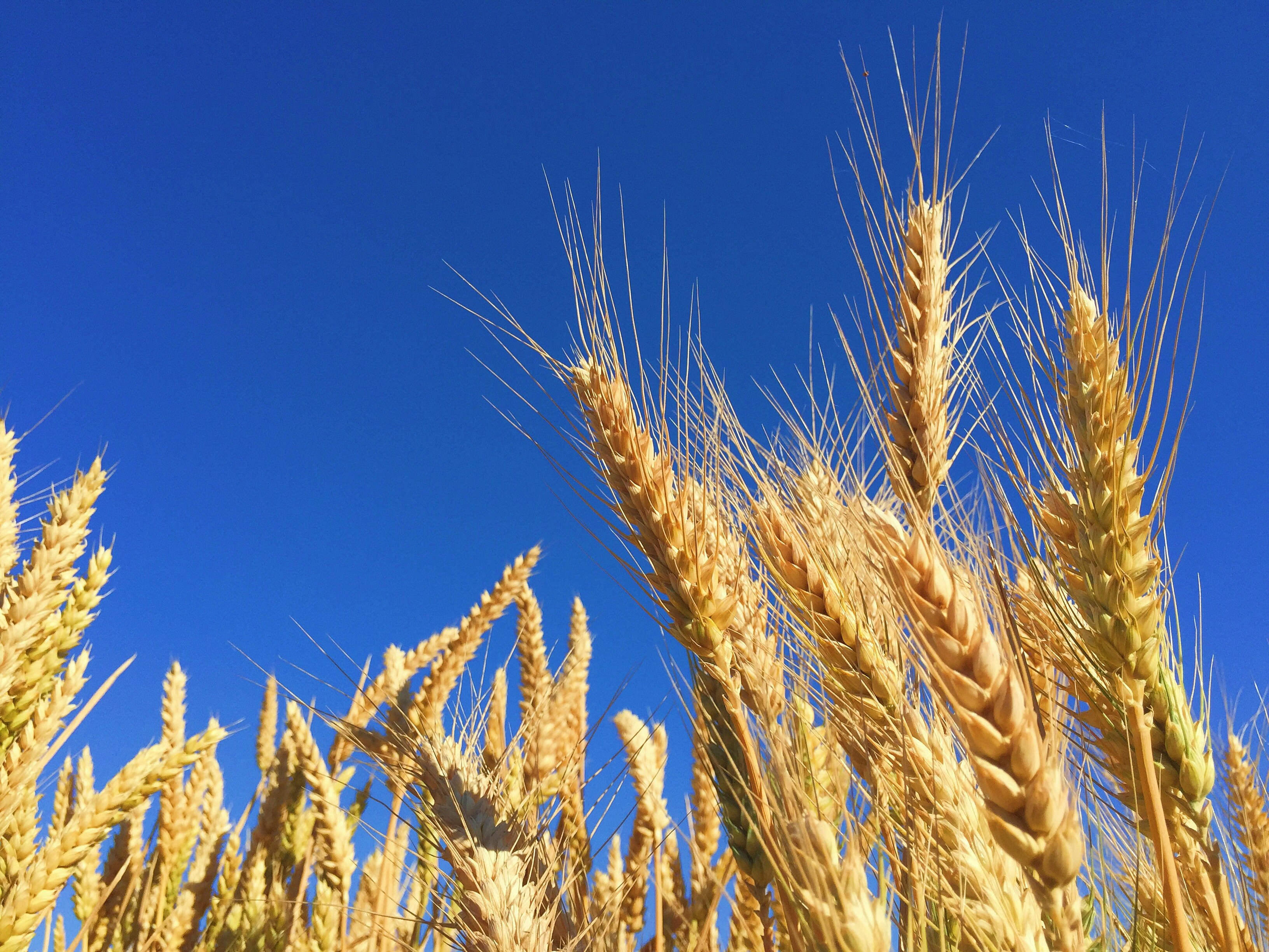 Moinhos de farinha enfrentam problemas de abastecimento com produtores de trigo controlando estoques