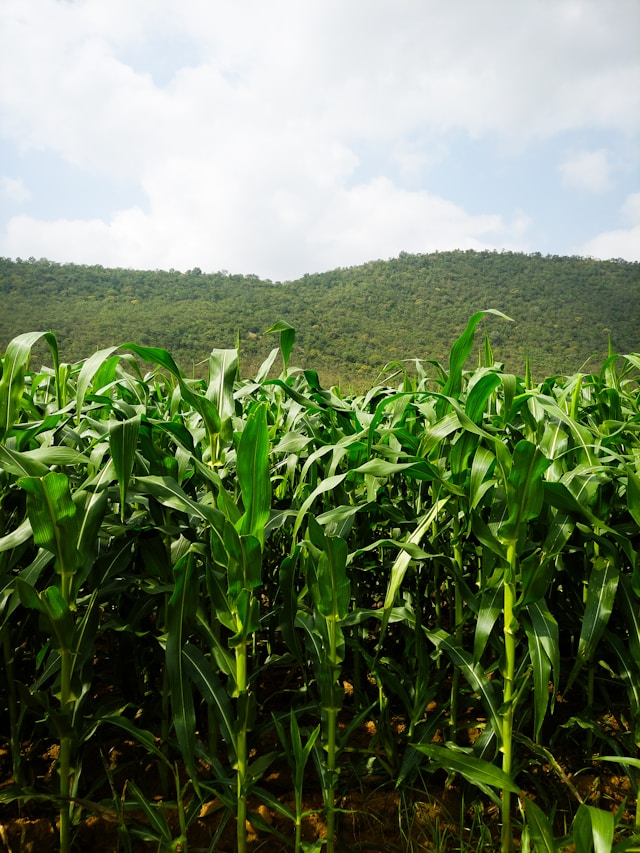 Herbicida agora atua também no sorgo