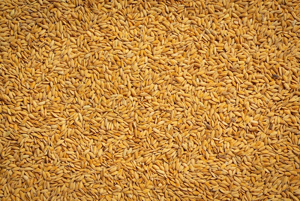 Negociações de arroz no RS estagnam e preços chegam aos menores níveis desde maio