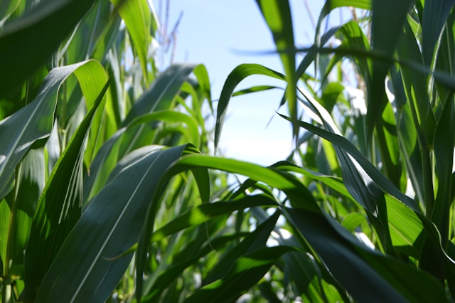 Tarifa pode reduzir exportações agrícolas dos EUA para China