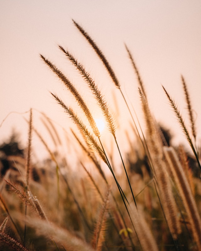 O inverno da Índia deve ser mais quente, ameaçando a produção de trigo