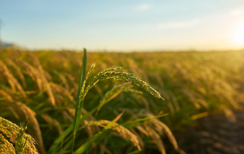 Brasil inicia 2025 com aumento de 34% nas exportações de arroz