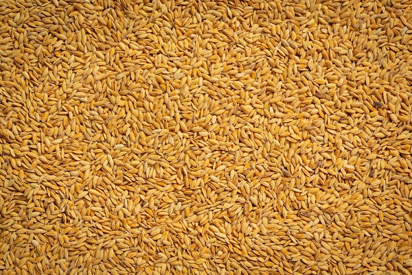 Índia retoma exportações de arroz quebrado