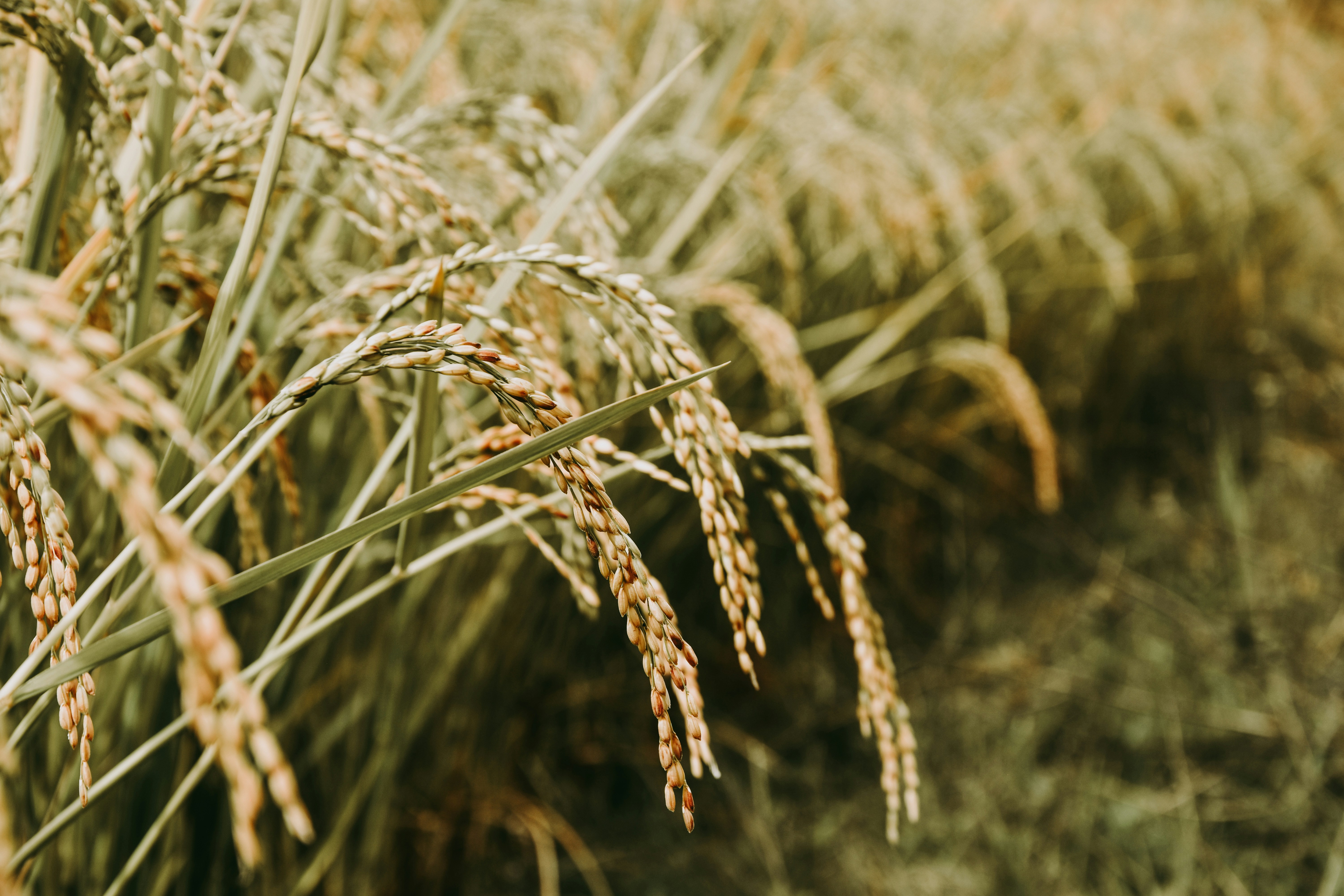 IA transforma a produção de arroz e feijão