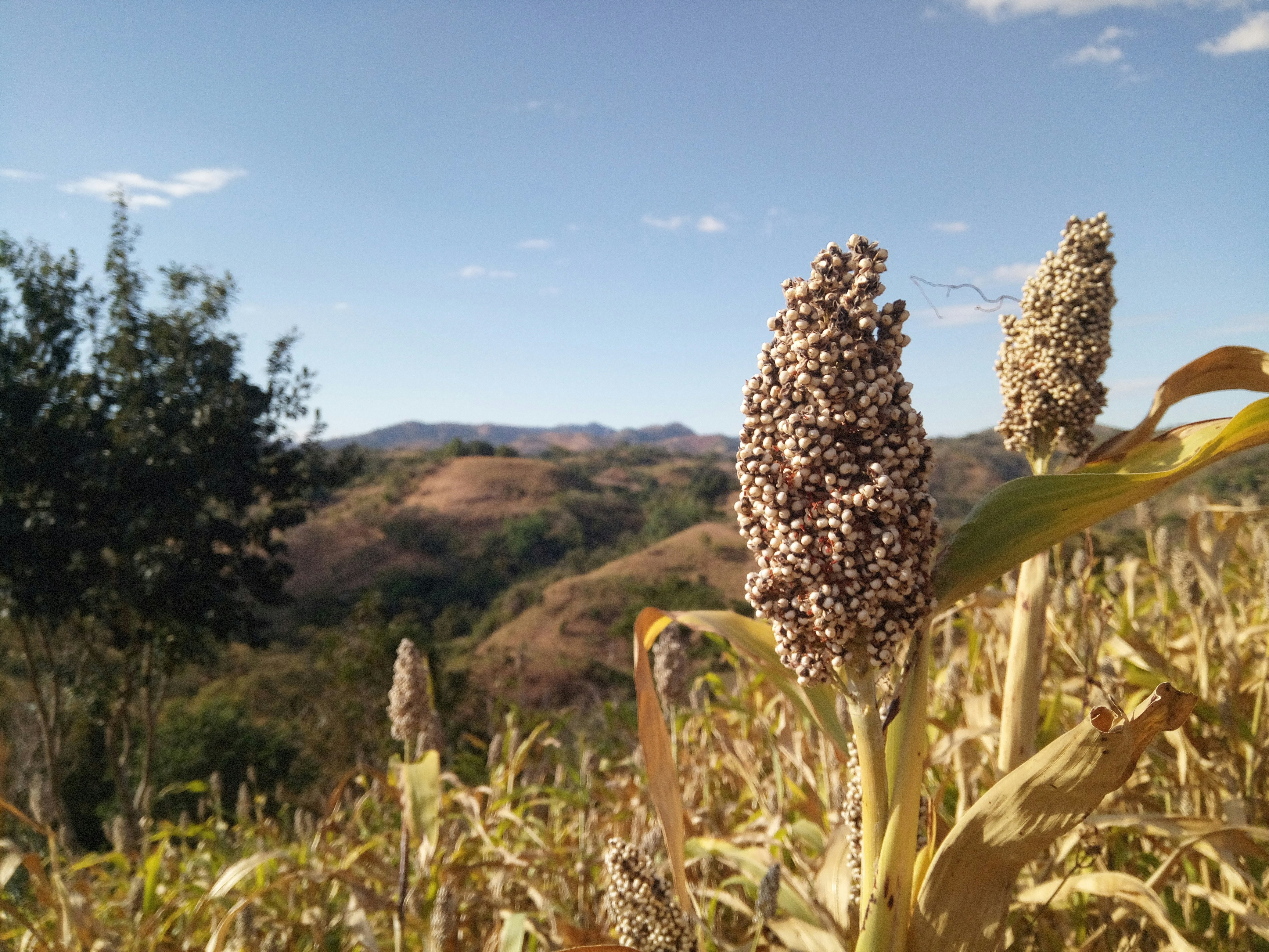 A guerra comercial de Trump seca as vendas de sorgo para a China, mas os agricultores dos EUA planejam plantar mais