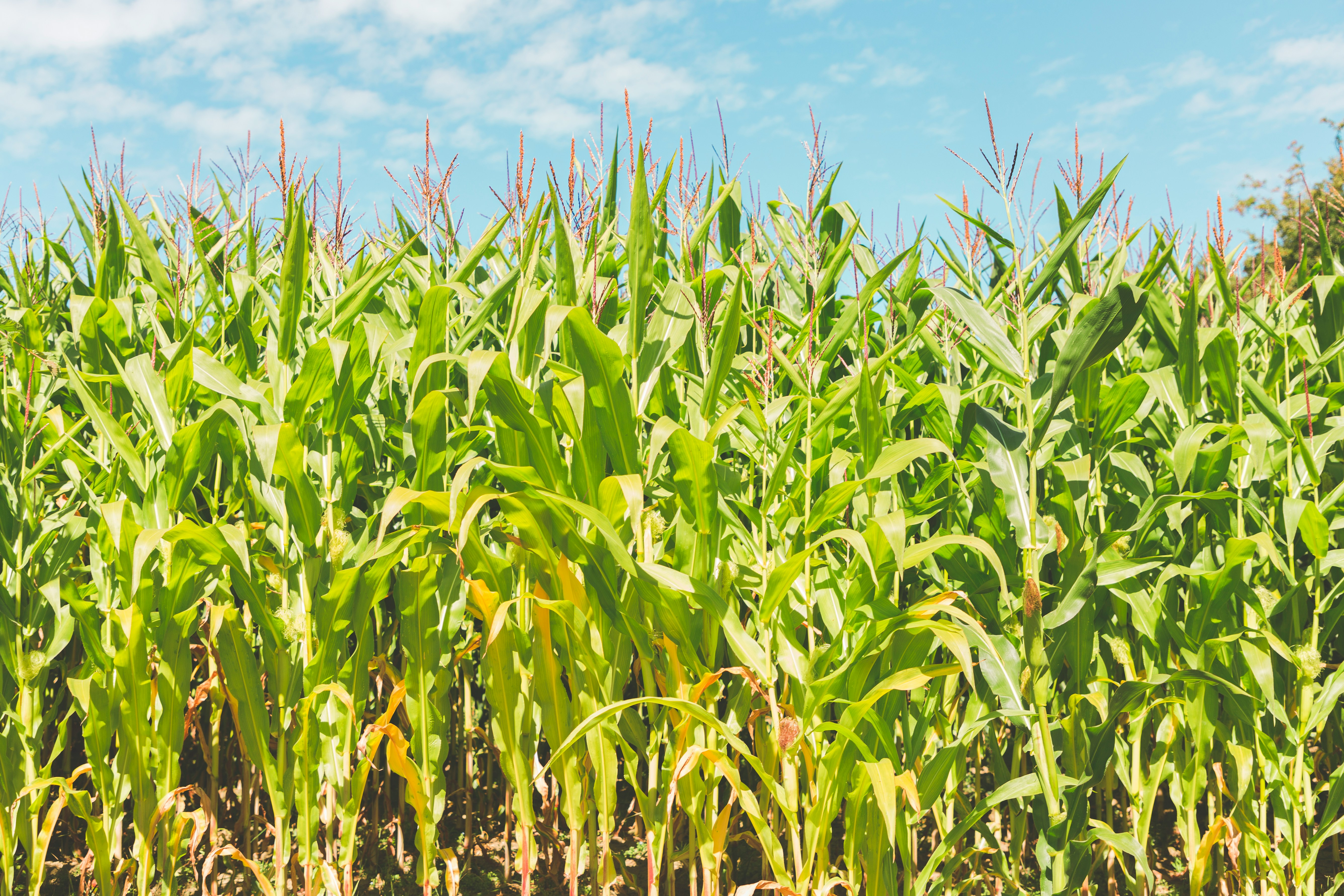 O aumento de hectares de milho nos EUA reduzirá a produtividade?