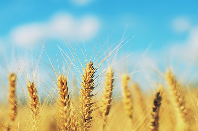 Trigo: Atenções se voltam ao cultivo da nova safra