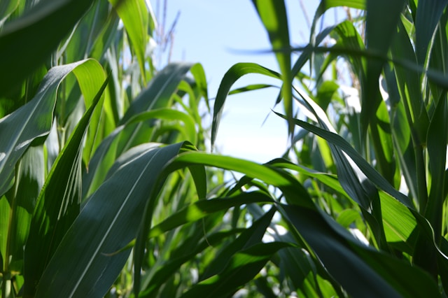 USDA mantém projeções para soja e milho
