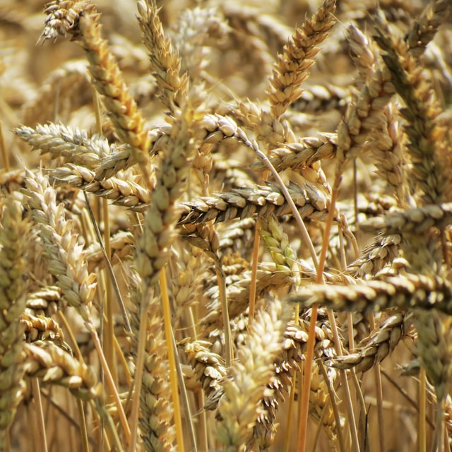 Trigo: Preços do cereal se estabilizam, mas os do farelo sobem