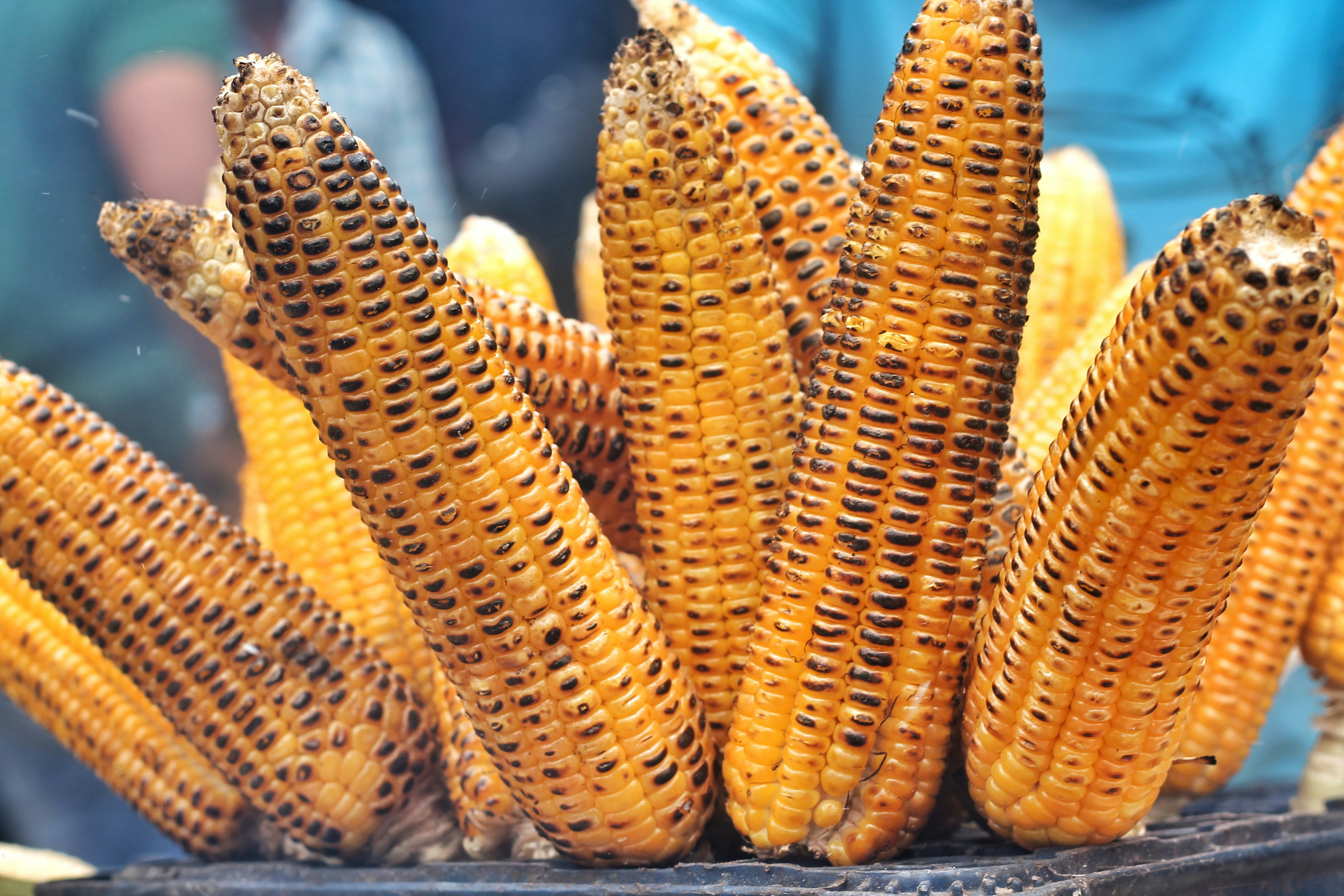 USDA informa vendas de milho 25/26 e 26/27 nesta 3ª feira para o México
