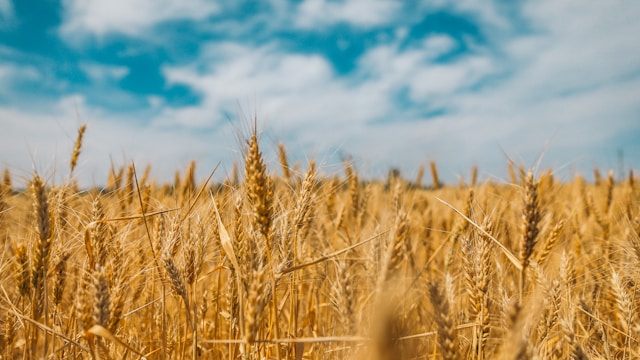 Commodities se recuperam em Chicago