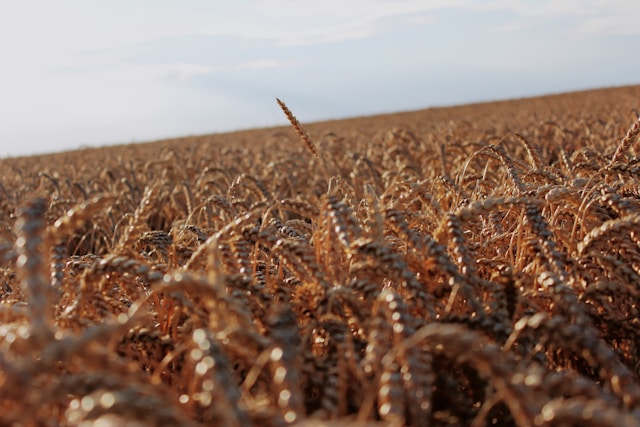 Trigo entre oliveiras melhora fertilização