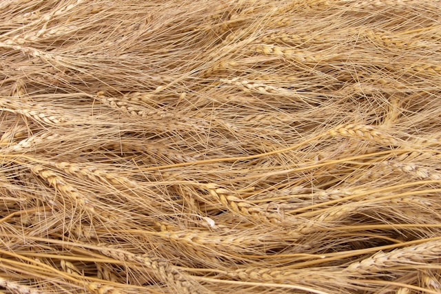 Mercado de trigo segue estável no Sul