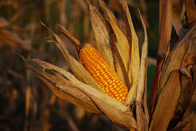 Preço do milho em Mato Grosso cai abaixo do mínimo estipulado pela Conab