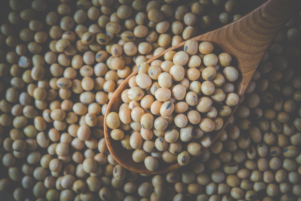 Última fronteira agrícola do país, Amapá desponta como novo polo logístico e condições favoráveis para a produção de soja