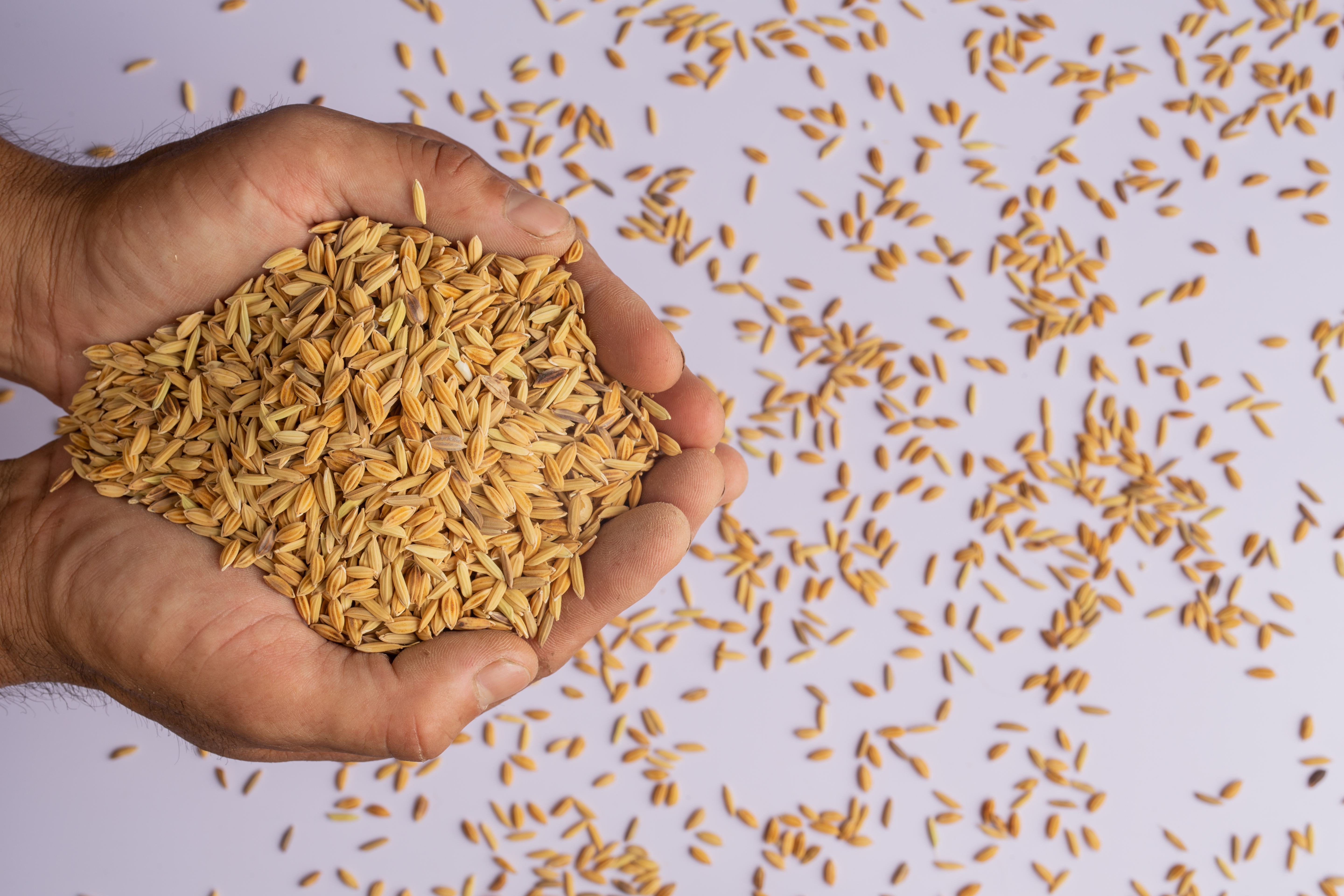 Mato Grosso lidera produção nacional de arroz de sequeiro