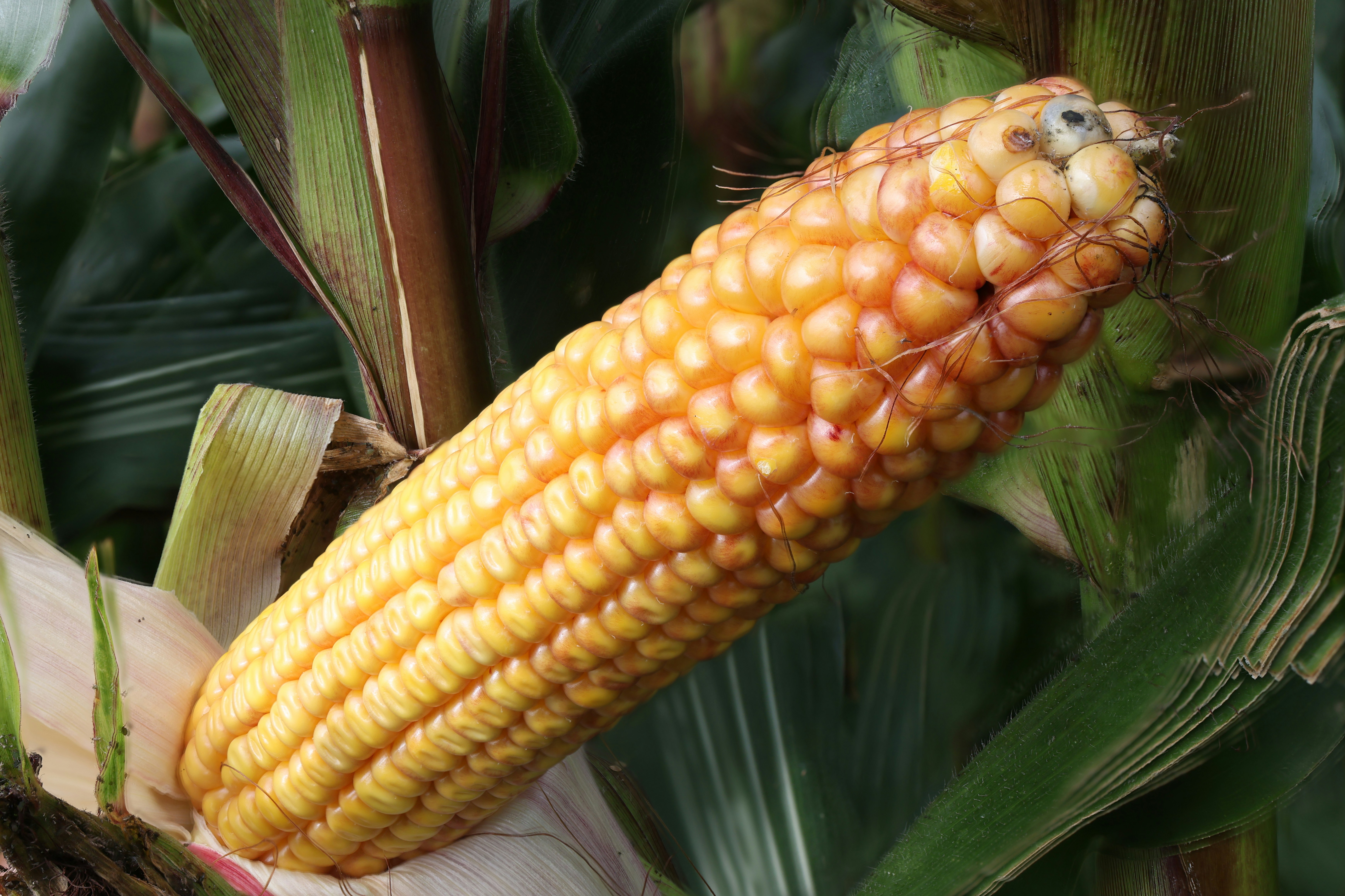 Brasil precisa exportar mais milho para reduzir estoques