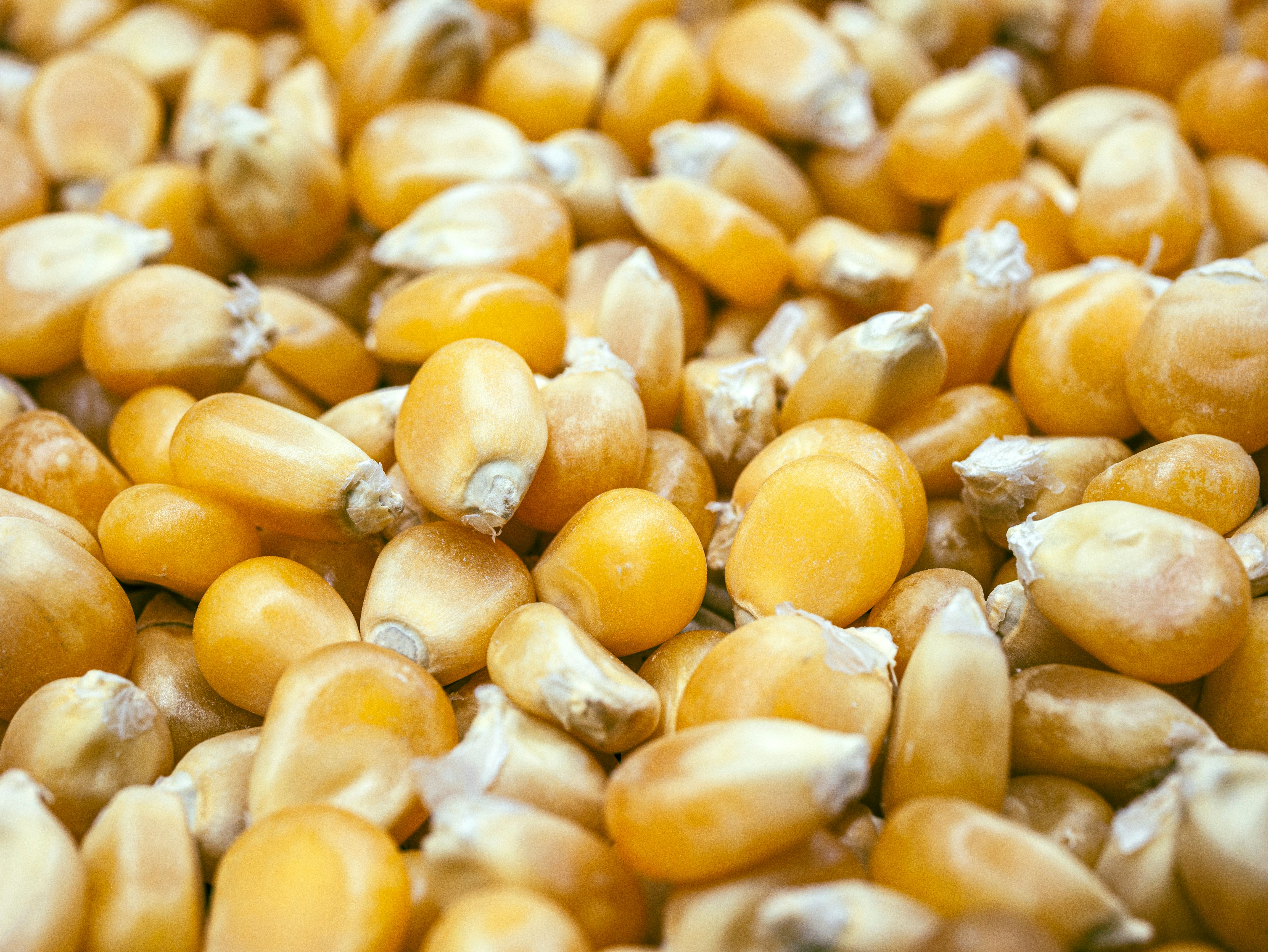 Mercado de milho recua e perde força na semana