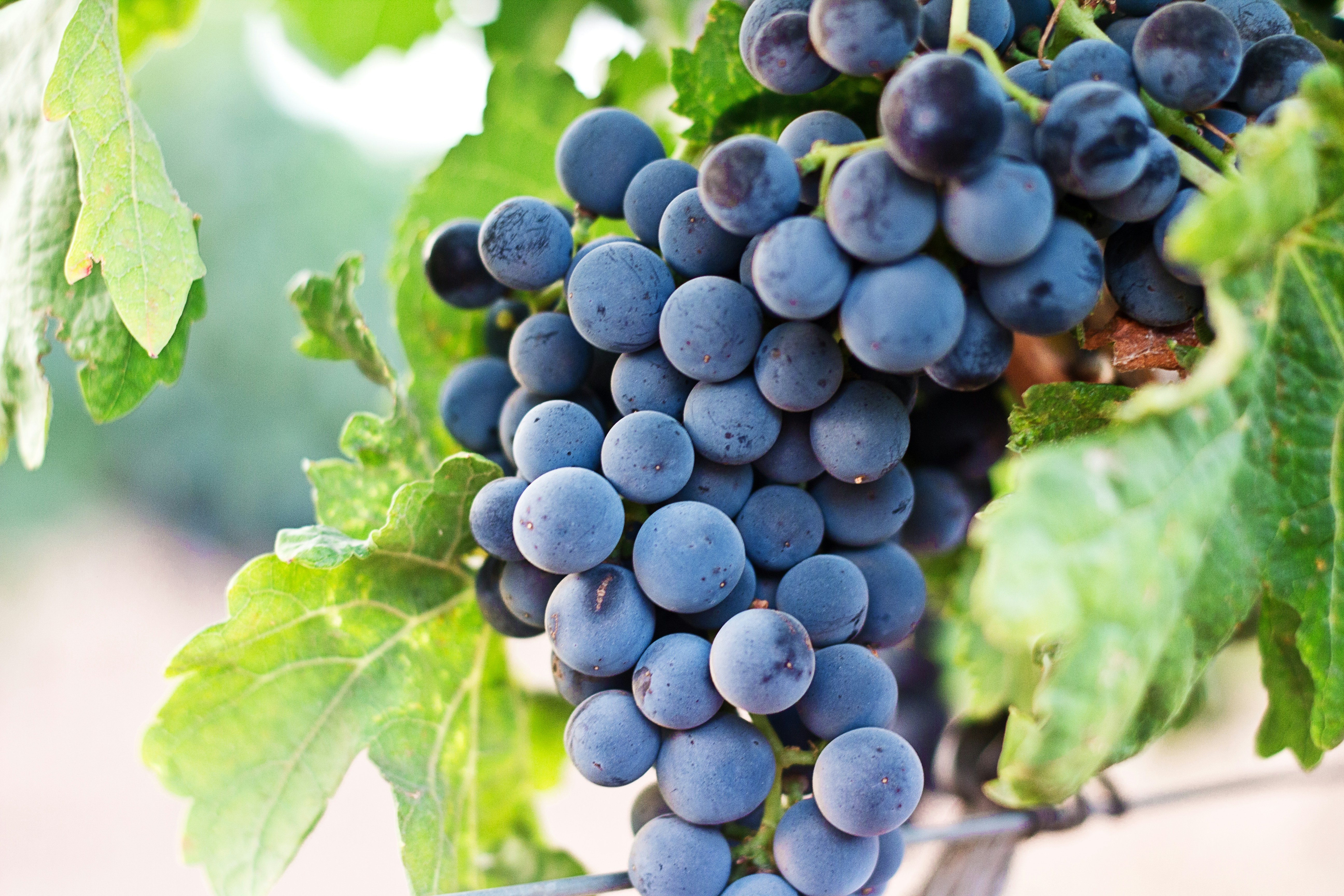 Mercado de vinhos cresce quase 10% no Brasil em 2025 e setor projeta desafios e oportunidades para 2026