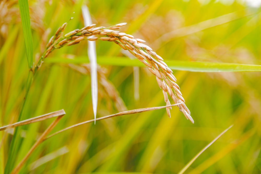 Vírus do mosaico necrótico do arroz é identificado pela primeira vez na Argentina