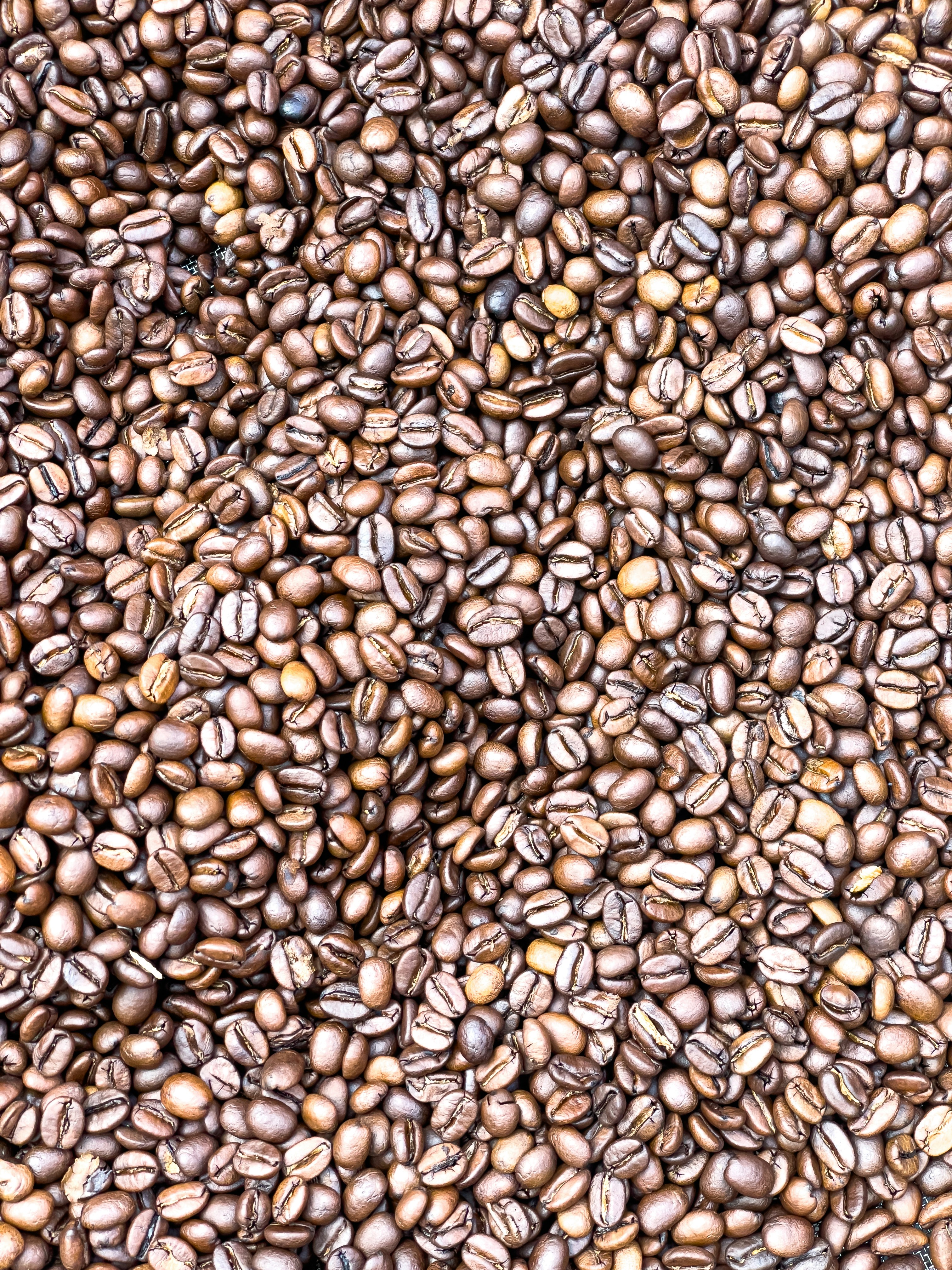 Café: atraso na colheita limita exportações de café