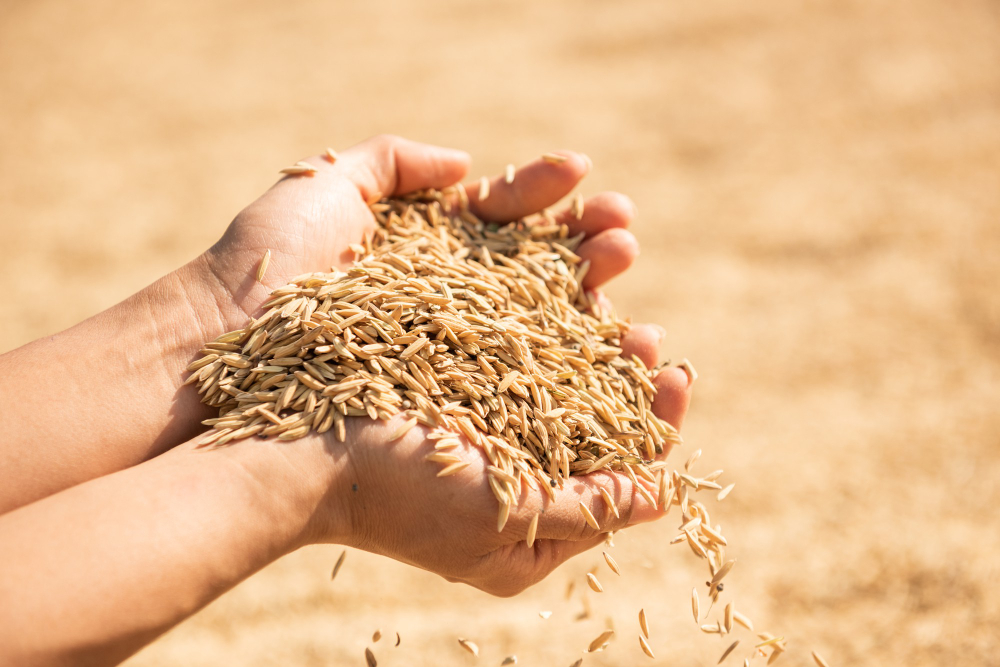 Mercado global de arroz fica mais sensível à oferta
