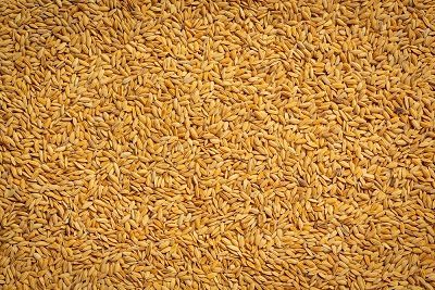 Mercado do arroz passa por período de ajustes
