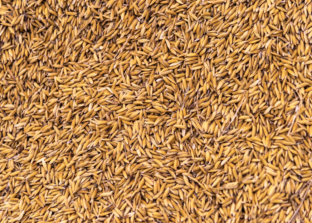 Alta do arroz em Chicago chama atenção de analista