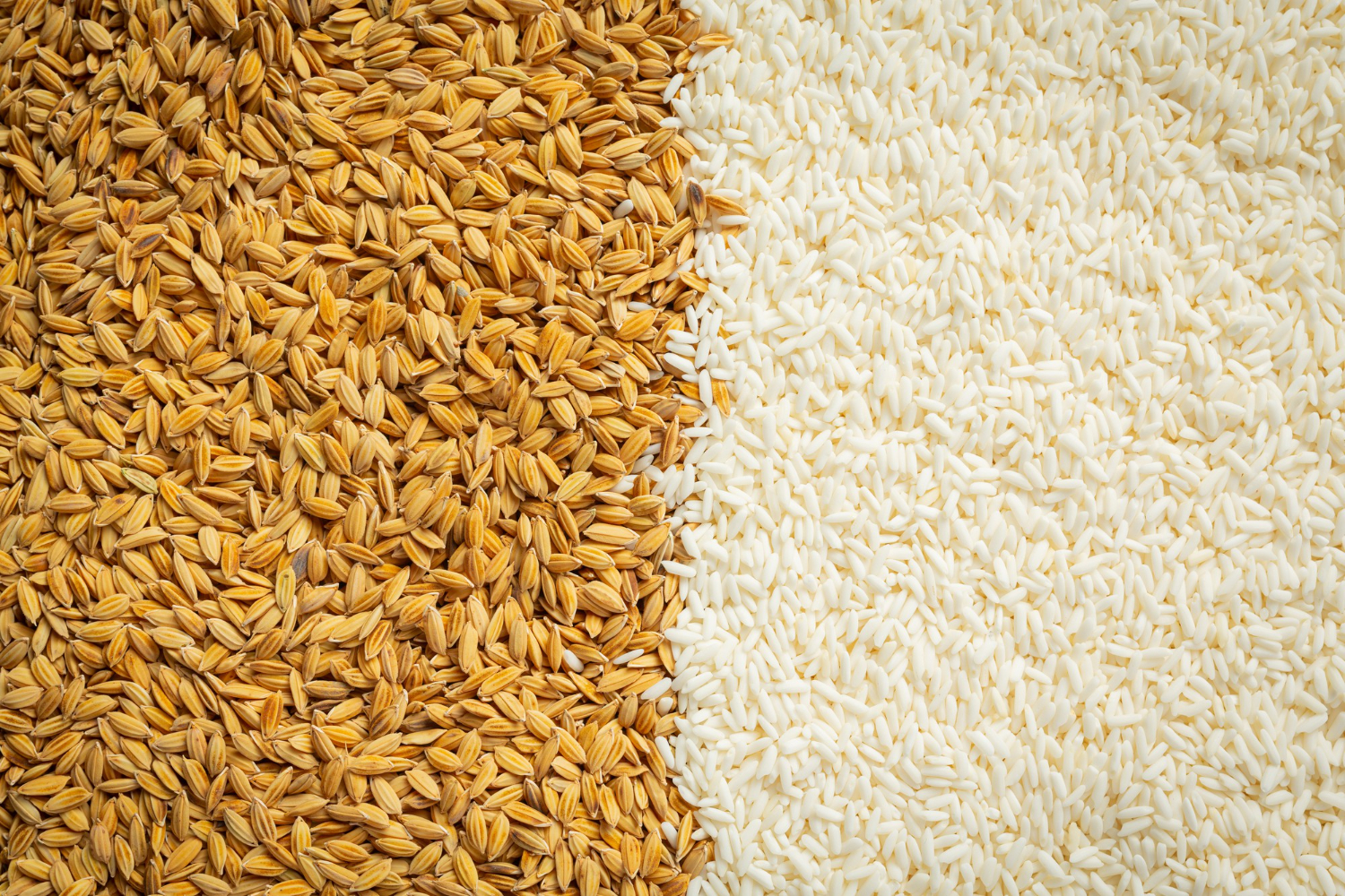 Leilões para compra de até 96,4 mil t de arroz ocorrem nesta sexta-feira (25)